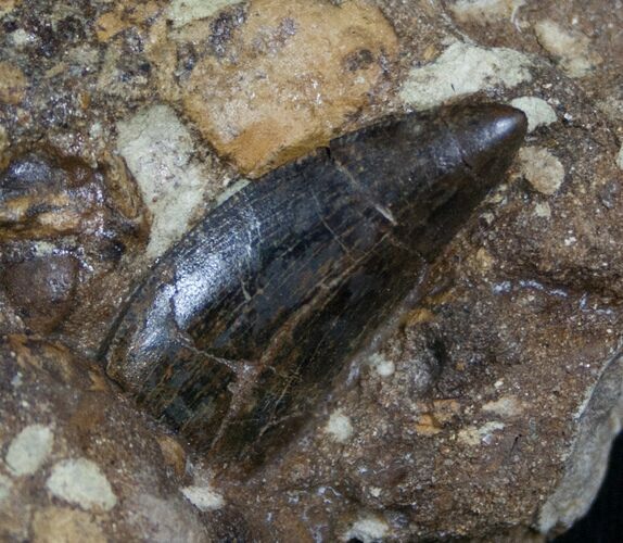 Albertosaurus Tooth Still In Matrix - Montana #8538